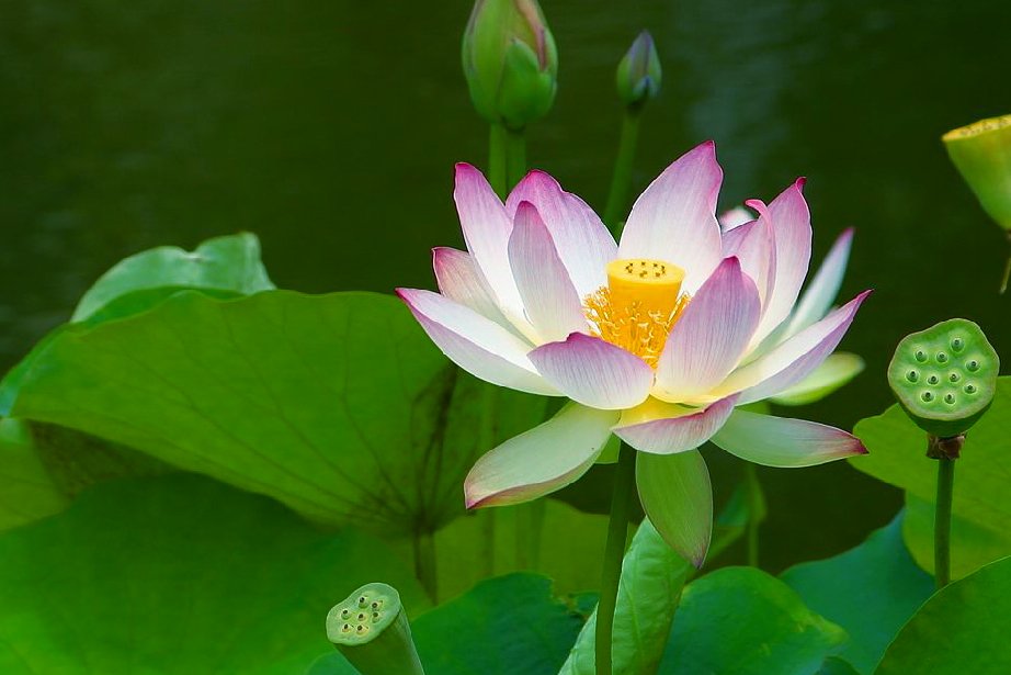 Lotus Flower Vibrant Colors