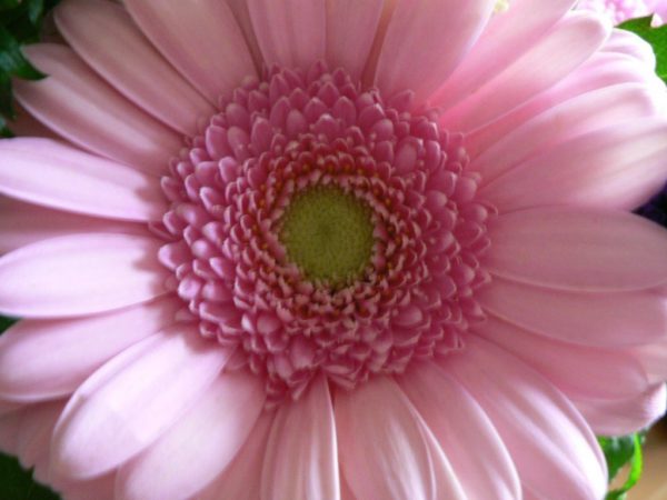 Big Pink Flower e1467217351892