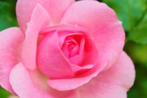 Pink Rose 1